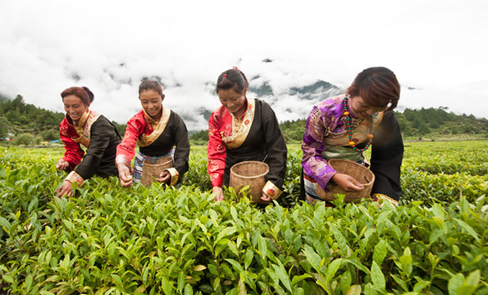 Tax preference promoted tea industry in Tibet's Metok County